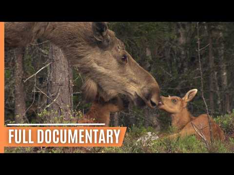 Secrets of the Wild - Following Deer Through the Seasons | Full Documentary