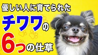 優しい飼い主に育てられたチワワ（犬）が見せる6つの行動とその理由