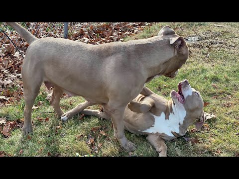 2x Hulk grand daughter playing with her momma