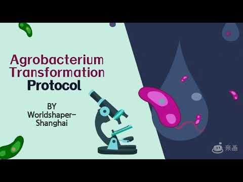 Agrobacterium Transformation Protocol | iGEM Phototroph Community 2022