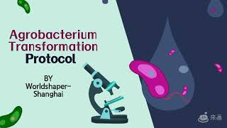 Agrobacterium Transformation Protocol | iGEM Phototroph Community 2022