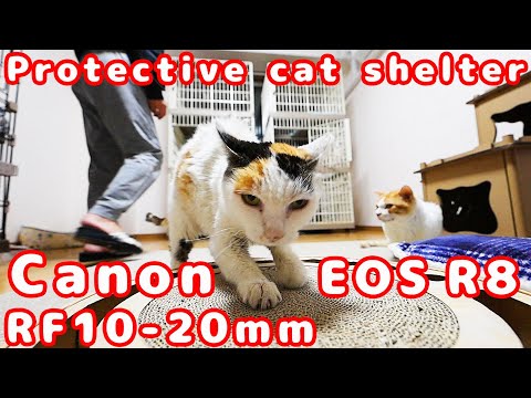 白血病 保護猫シェルター Canon EOSR8 RF10-20mm 動画電子IS強 手持ち