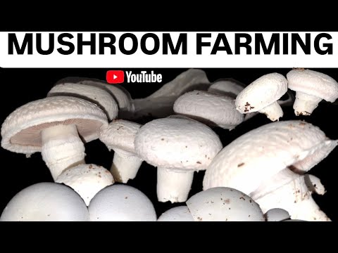 Mushroom farming business in India | Button mushroom farming | Mushroom ki kheti |