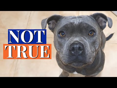 3 Myths About Staffies That Are Simply WRONG