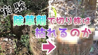 【29話】検証！除草剤を使って切り株を除去できるかチャレンジしてみた【秘密基地づくり】