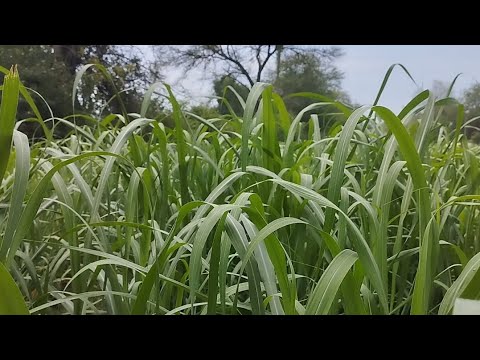 village status 🌿|| farming 🌾|| nature || gao wale #desibalak