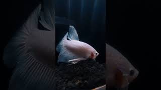 Giant white platinum.. #bettaindonesia #betta #bettafish #ikancupang #shorts #cupanghias #giantbetta