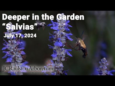 Deeper in the Garden - "Salvias"