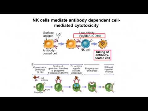 NK Cells