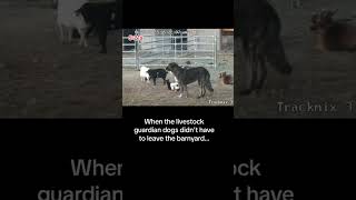 Intimidation factor & a livestock guardian dogs bond w the herd keeps them healthy & not overworked