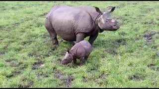 horn in rhino Kaziranga🦏🦏🦏🦏