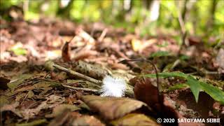 The surface of the small woods in Autumn