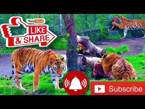 九州の動物園・サファリパーク一 African Safari park oita japan