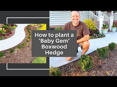 How to Plant a Baby Gem Boxwood Hedge