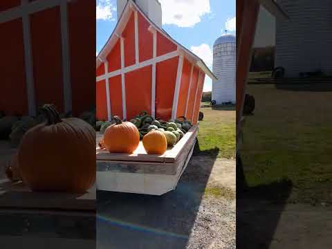 halloween#pumpkin#newjersey#us#farming#halloween2024#newyork#america