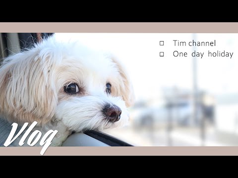 【vlog】愛犬と過ごす癒しの休日。スターバックス、公園散歩【＃054】Healing holiday with your dog