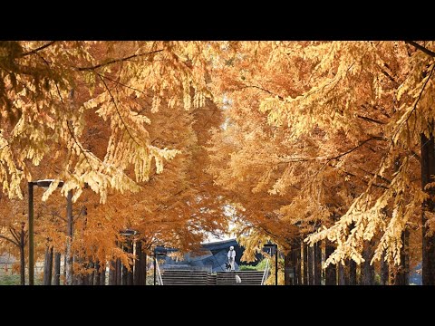 メタセコイア並木、あめ色のきらめき　西脇市の日本へそ公園