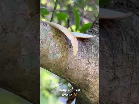 Baby Squirrel Rescue in Kamakura