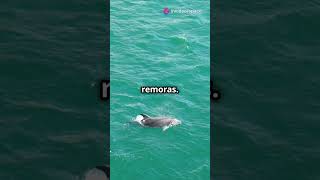 Why Dolphins Leap #youtubeshorts #facts #animalintelligence #wildlife #educational #nature #explore