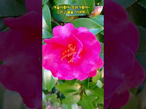 애기동백나무-설렘,이상적인사랑꽃말 #힐링#행복#슈키의공방 💕