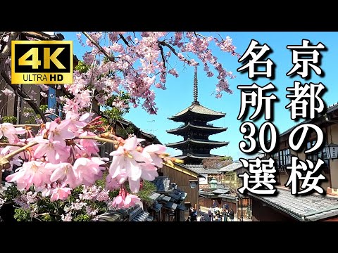 [4K Kyoto cherry blossoms 🌸 30 selections] Beautiful and vivid exquisite sights