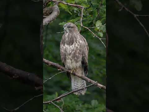 The humble Common buzzard. Wet from a heavy downpour.