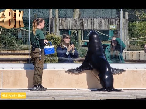 Meet the Playful California Sea Lion with 3 Girlfriends at Blair Drummond Safari Park