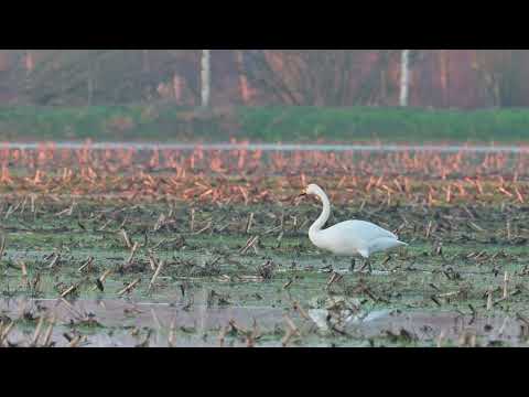 Whooper Swan (Cygnus cygnus) foraging on corn stubble field - Sterksel (Netherlands) 3-2-2025