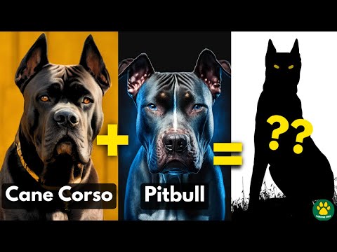 TOP 5 Most Amazing Cane Corso Mix Breed Dogs You Don't Know About