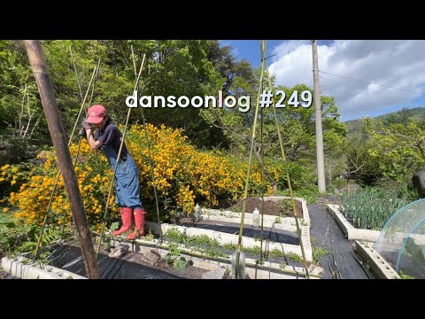 Spring rural Life in Korea vlog 249) No time to rest