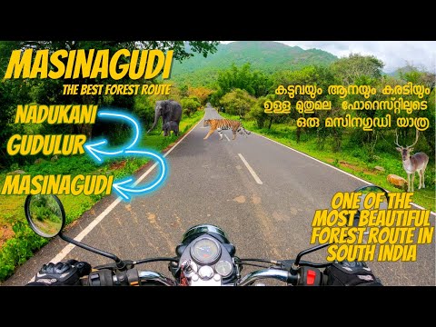 നാടുകാണിയിൽ നിന്നും  മസിനഗുഡിയിലേക്ക്  |Best forest route |Trip to Masinagudi #mudumalaitigerreserve