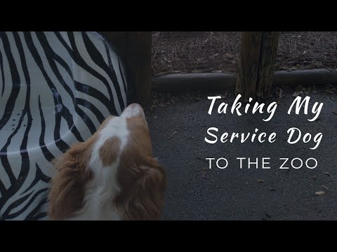 Taking My Service Dog to the Zoo....with Friends!!!