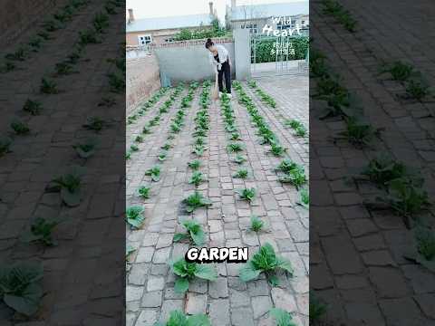 From Brick Yard to Vegetable Haven