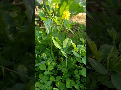 Growing kasuri methi in very easy way #gardening #ideas