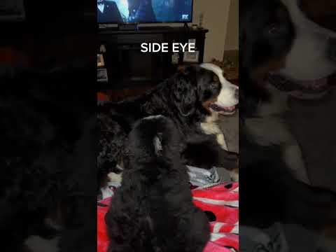 Funny Dog Videos | Bernese Mountain Dog Videos | Bernese Mountain Dog Puppy