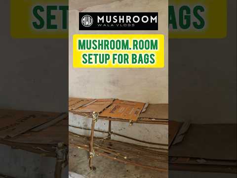 Button mushroom room Setup  Desi tarike seh banyeh racks mushroom farming at home #shorts