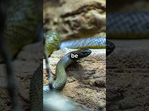 World's dangerous Poisonous snakes  | Top 5 poisonous snakes #shorts #snake  #animals