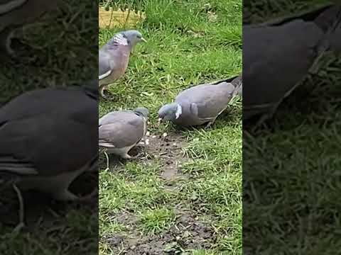 Birds are fighting ,friendship and eating 🕊️🕊️🦅😱