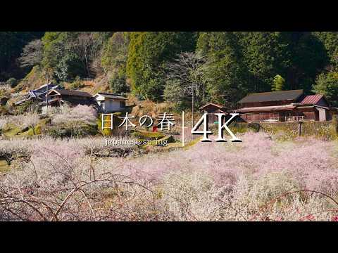 Exploring the Hidden Peach Blossom Paradise of Kawauri - Ume Village in Aichi, Japan | Stunning 4K