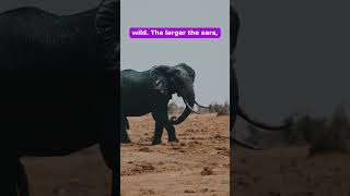 "Why Do Elephants Have Big Ears? Nature’s Coolest Secret Revealed! 🐘❄️"#elephant #viralvideo