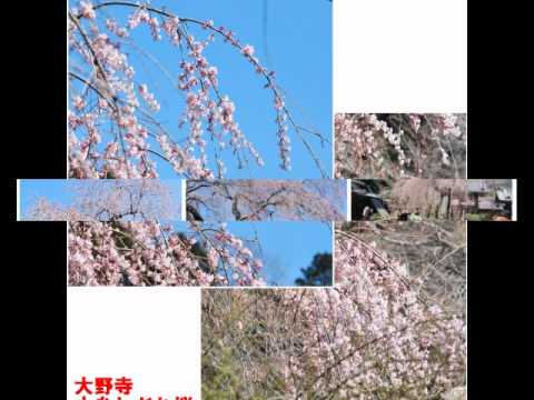 大和路五つの桜巡り　バスツアー