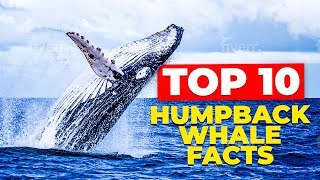 Top 10 Humpback Whale Facts