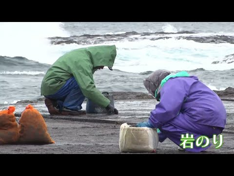 【磯の風味たっぷり】冬の味覚“岩のり”　佐渡市の海岸で収穫作業はじまる《新潟》