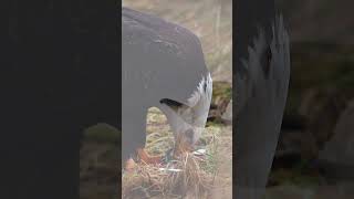 Predator and Prey  #wildlifevideography #wildlife #nature #wildlifevideo