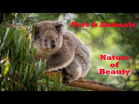 Pets And Animals In The Nature - Pets and Animals Videos