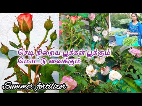 ரோஜா செடியில் கொத்து கொத்தாக பூ பூக்க வாரம் ஒரு முறை இந்த உரம்🌹rose tips rose fertilizer🌱