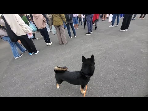 柴犬ともち投げ参戦してみた！