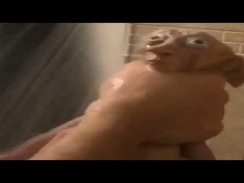 1 hour of memes but you will laugh every second