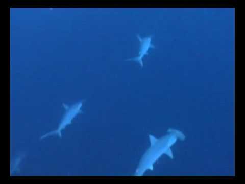 Hammerhead Point Kuramathi