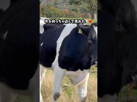 牛 をめっちゃ近くで見れた🐮❤️ 【 みるくの里 】#牛 #歌ってみた #鳥取県 #shorts